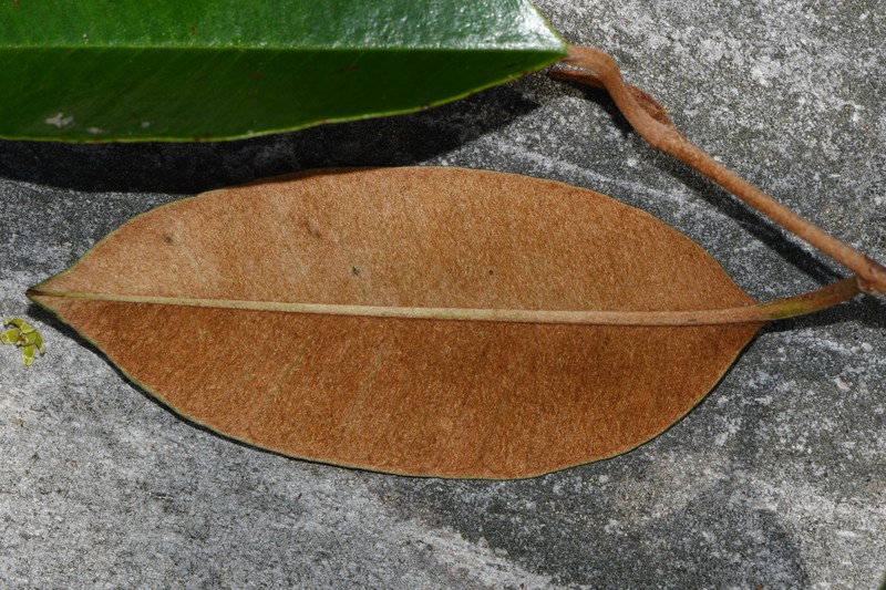 Chrysophyllum oliviforme subsp. oliviforme