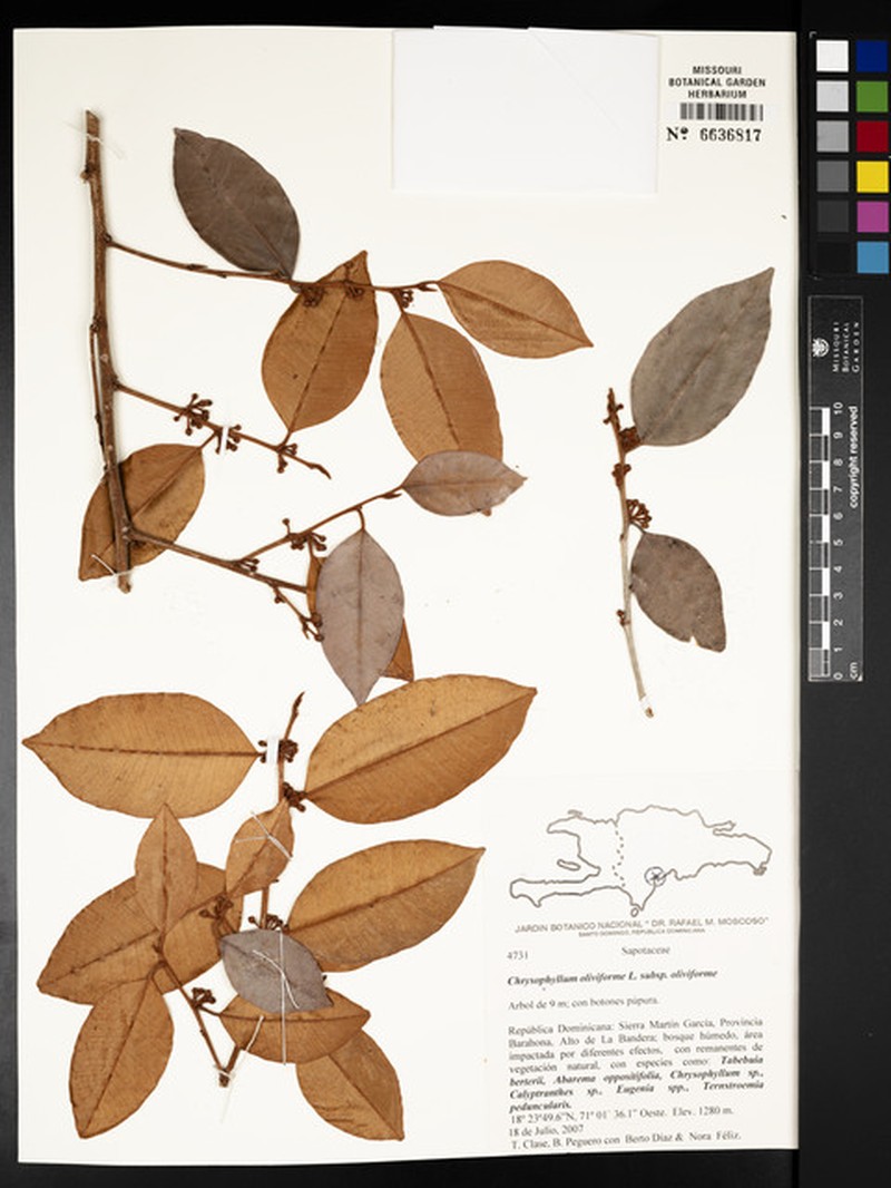 Chrysophyllum oliviforme subsp. oliviforme photo 2