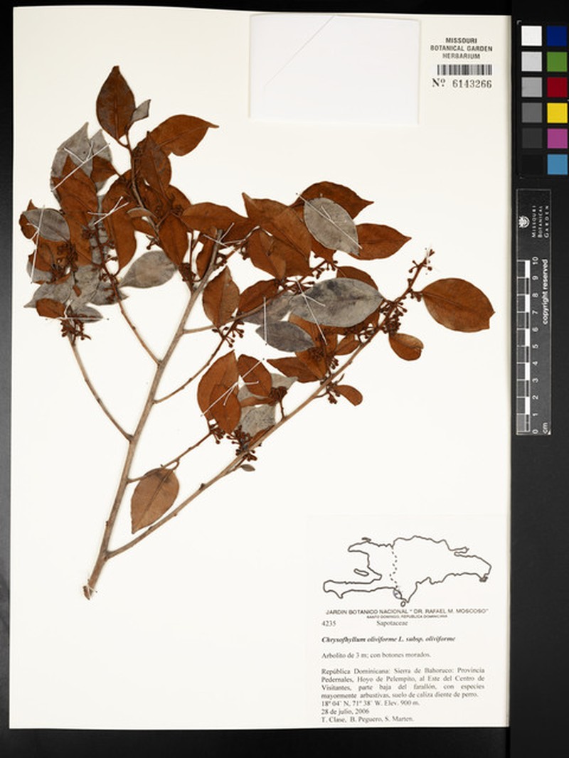 Chrysophyllum oliviforme subsp. oliviforme photo 3