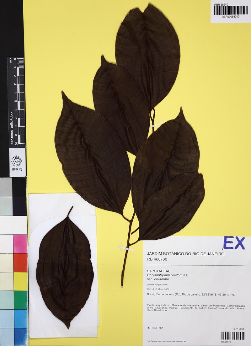 Chrysophyllum oliviforme subsp. oliviforme photo 4