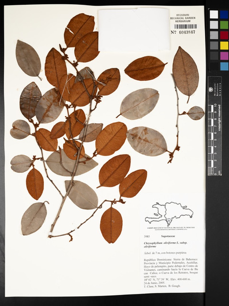 Chrysophyllum oliviforme subsp. oliviforme photo 5