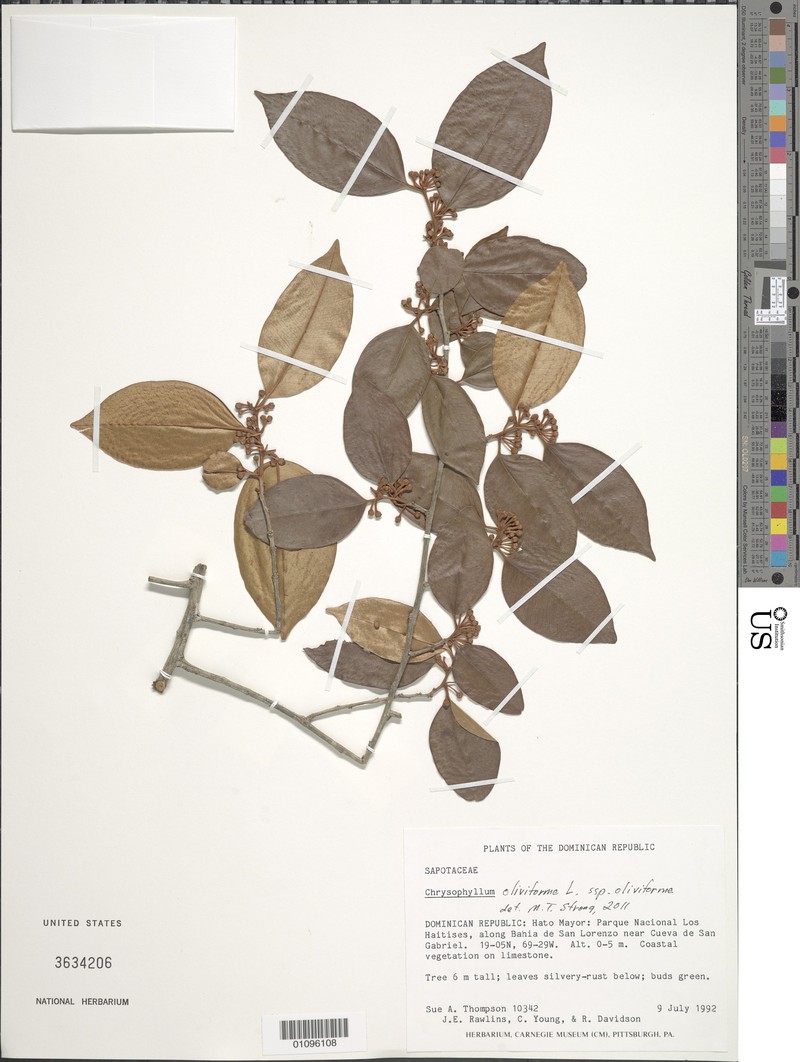 Chrysophyllum oliviforme subsp. oliviforme photo 6
