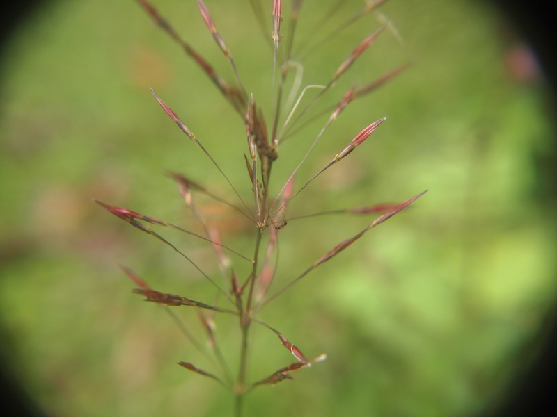 Golden False Beardgrass