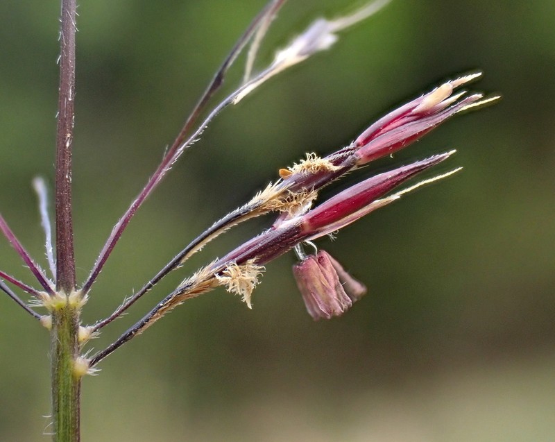 Golden False Beardgrass