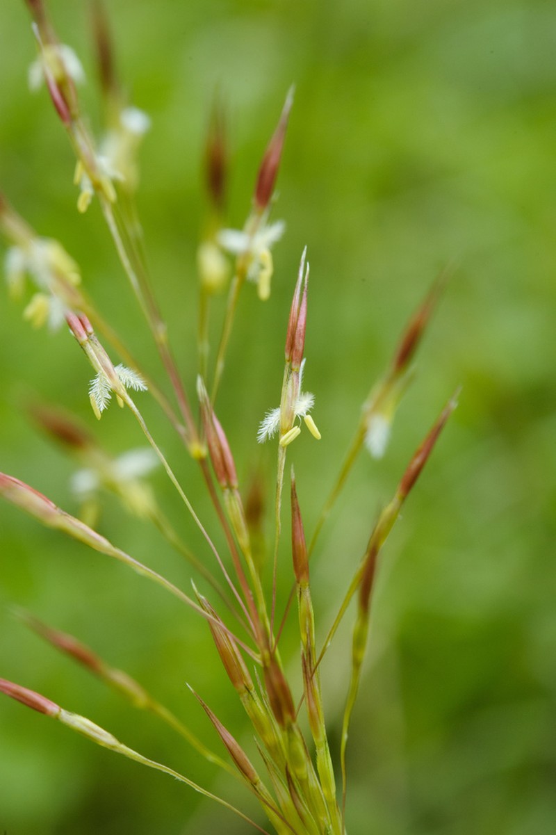 Golden False Beardgrass photo 2