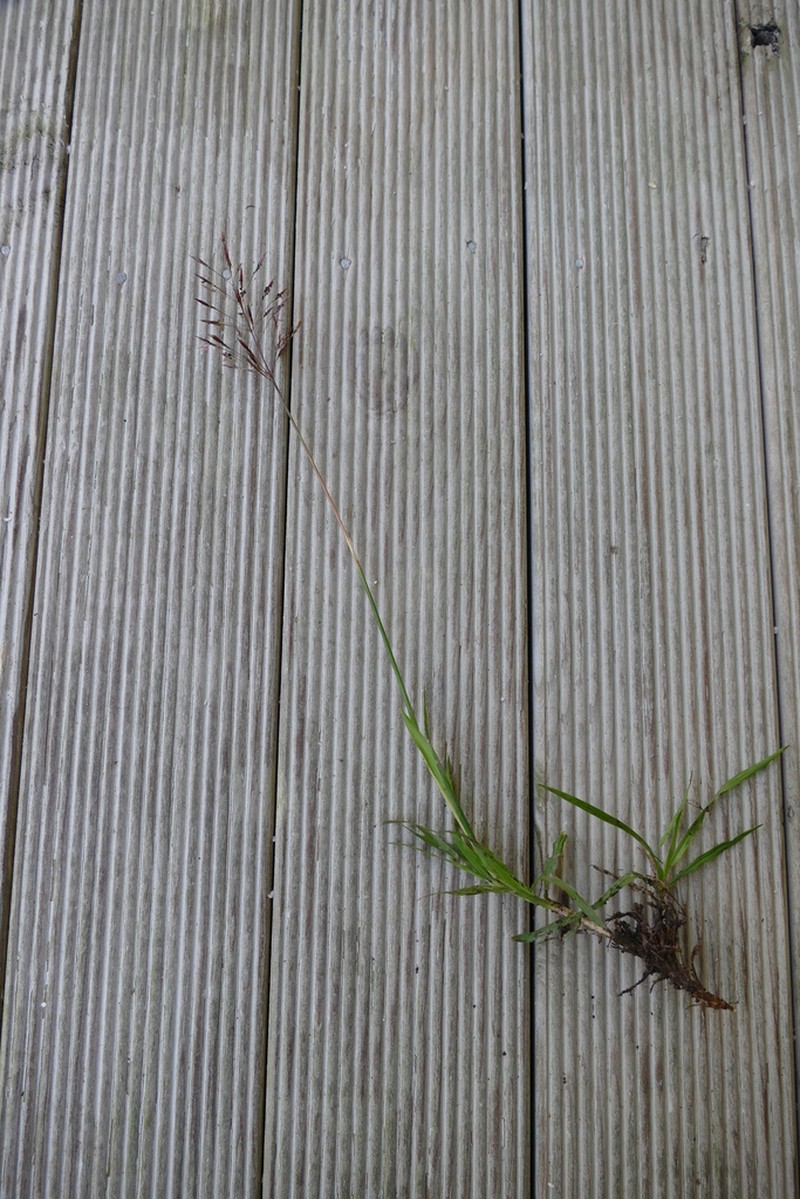 Golden False Beardgrass photo 3