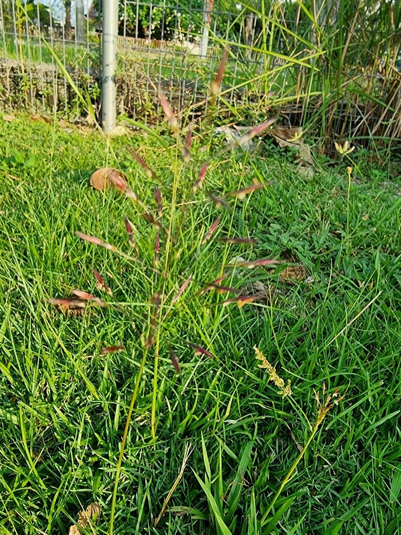 Golden False Beardgrass photo 5