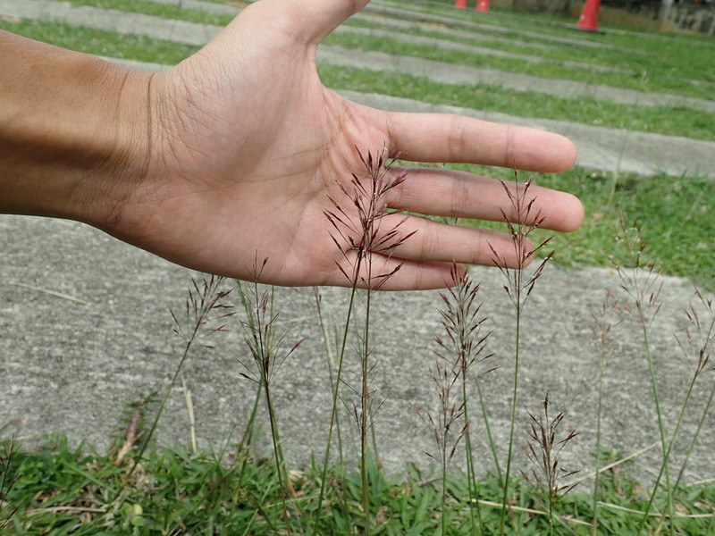 Golden False Beardgrass photo 6