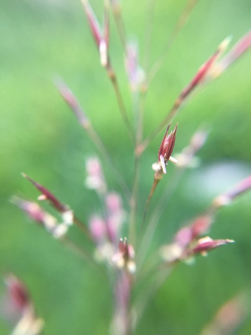 Golden False Beardgrass photo 7