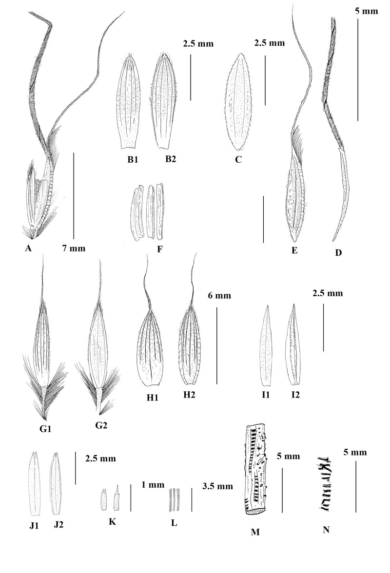 Chrysopogon densipaniculatus