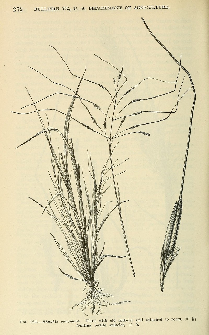 Florida False Beardgrass