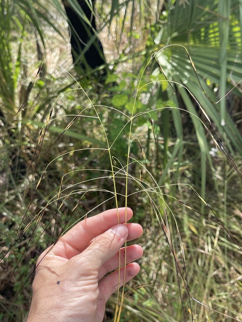 Florida False Beardgrass