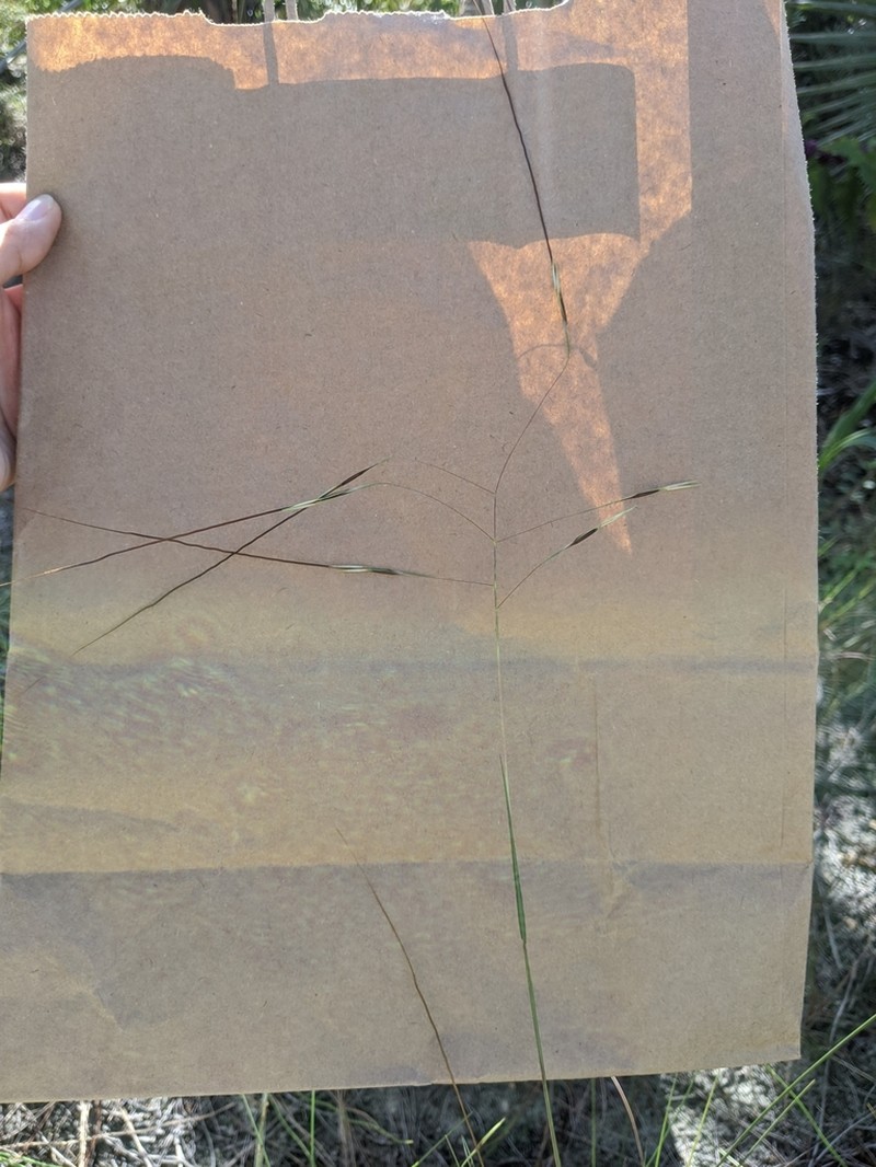 Florida False Beardgrass photo 2