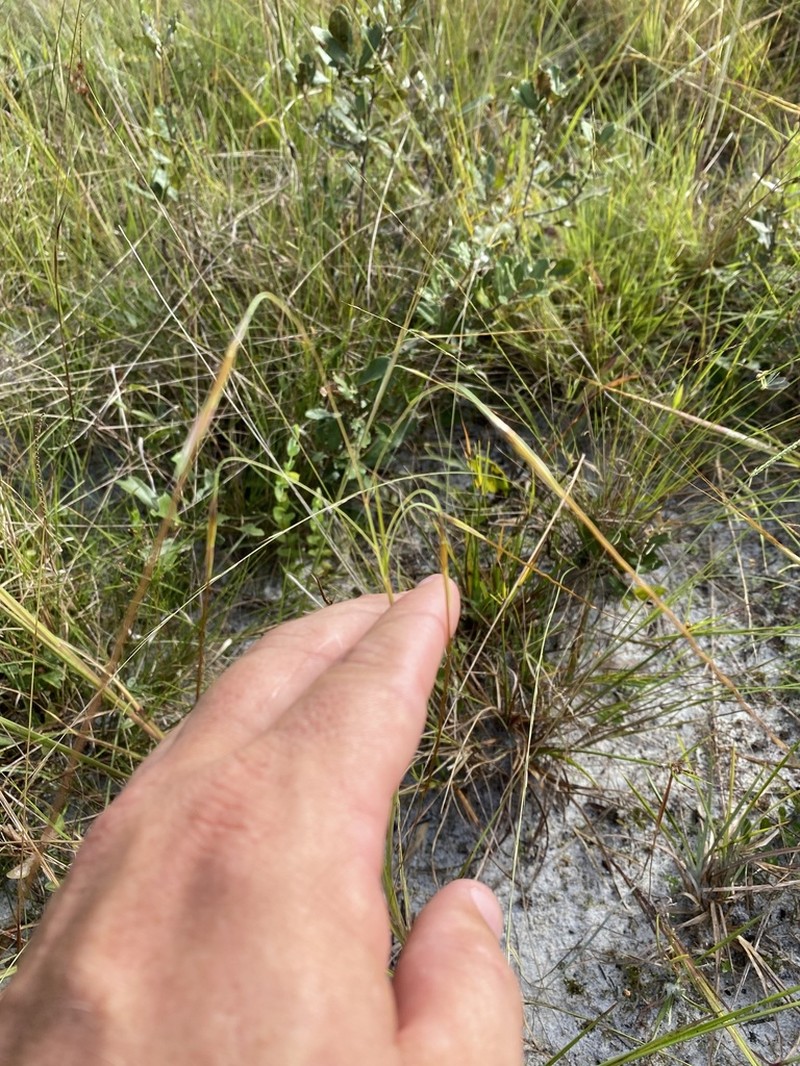 Florida False Beardgrass photo 3