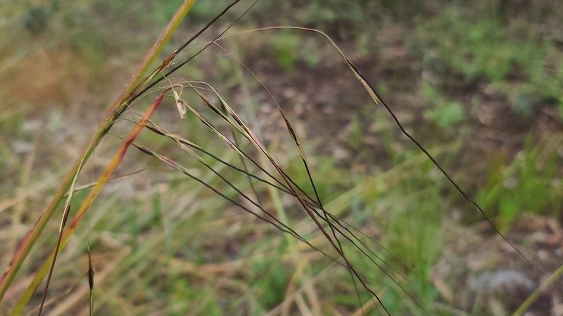 Florida False Beardgrass photo 4
