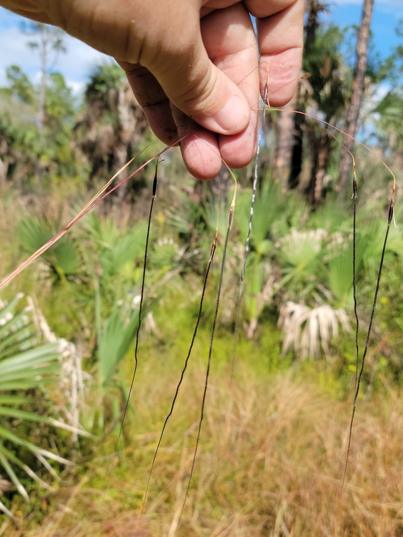 Florida False Beardgrass photo 6