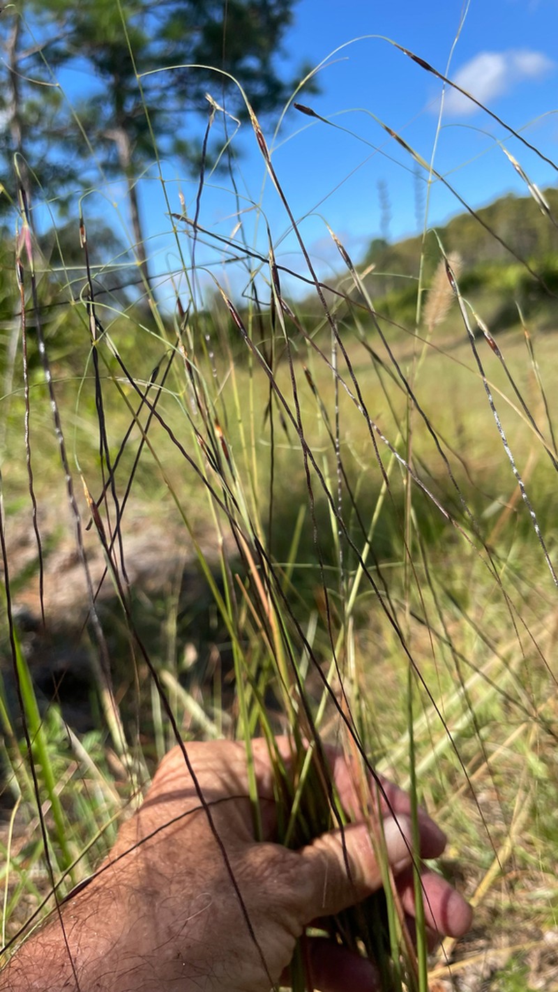 Florida False Beardgrass photo 7