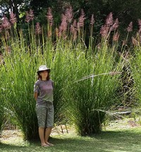 Vetivergrass