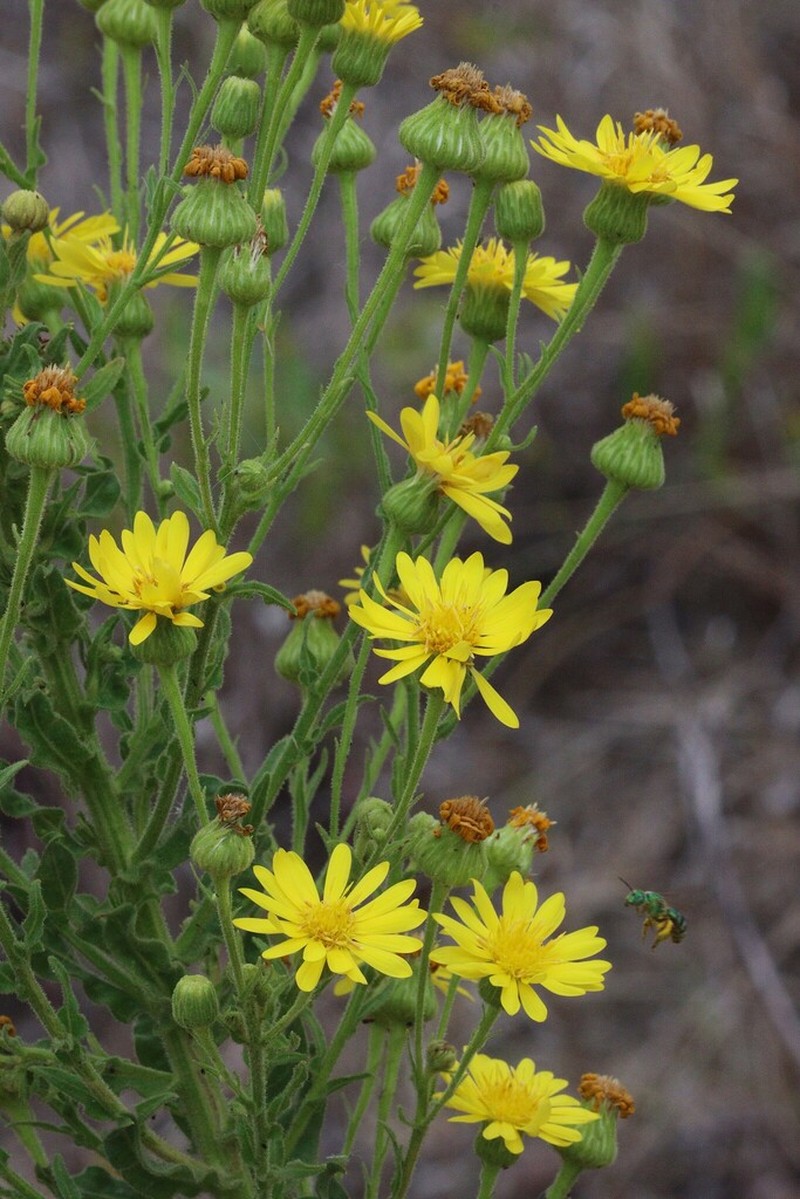 Chrysopsis delaneyi