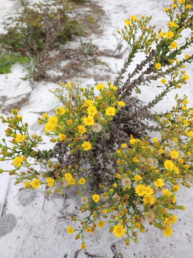 Chrysopsis delaneyi photo 2