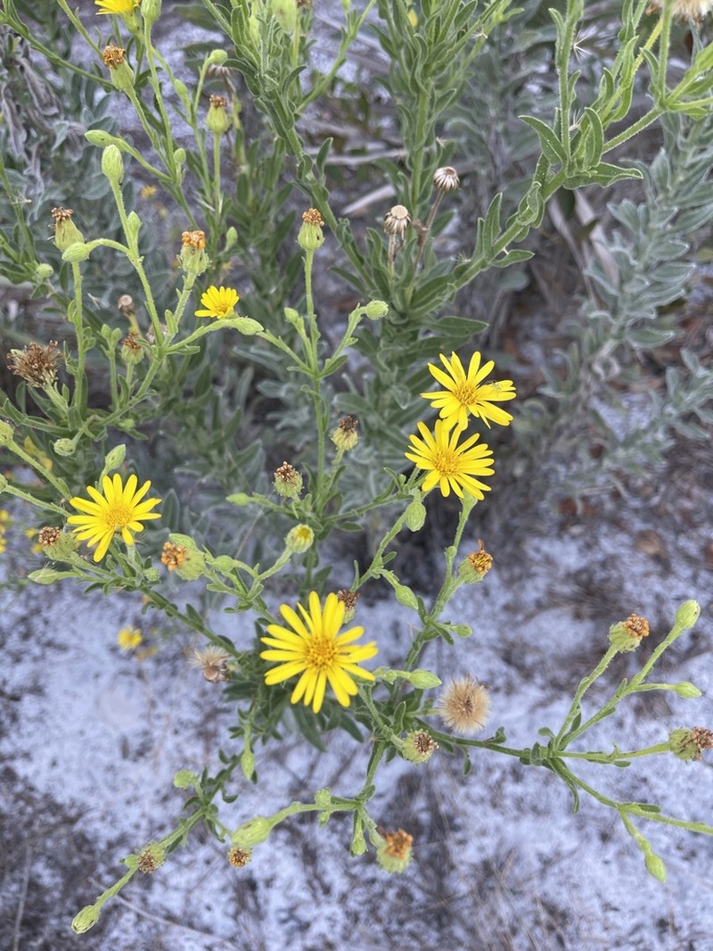 Chrysopsis delaneyi photo 3