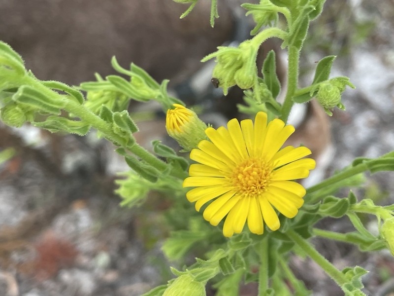 Chrysopsis delaneyi photo 4