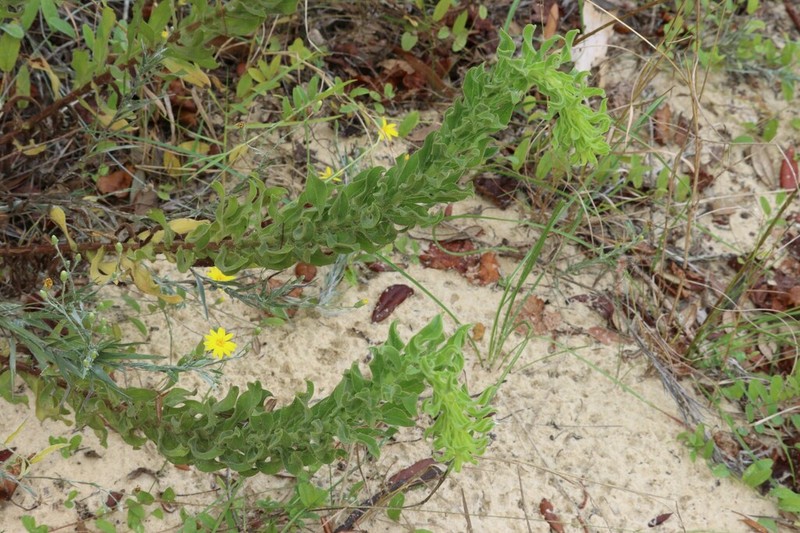 Chrysopsis delaneyi photo 5