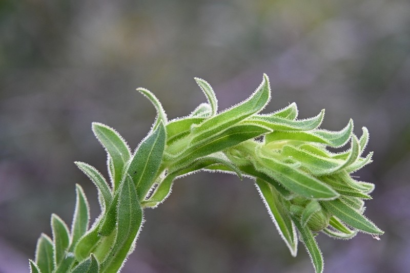 Chrysopsis delaneyi photo 6