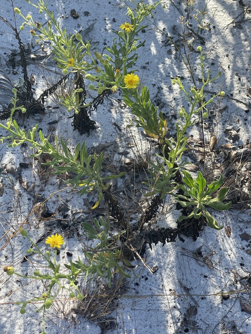 Chrysopsis delaneyi photo 7