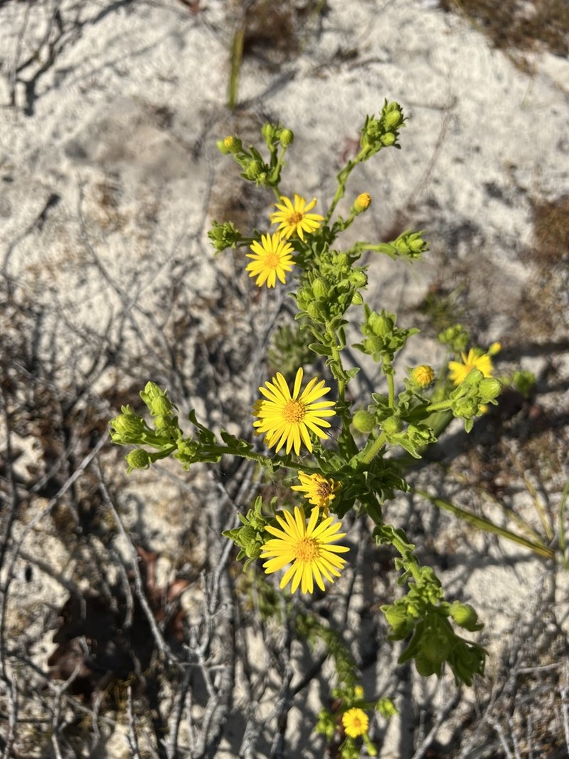 Chrysopsis delaneyi photo 8