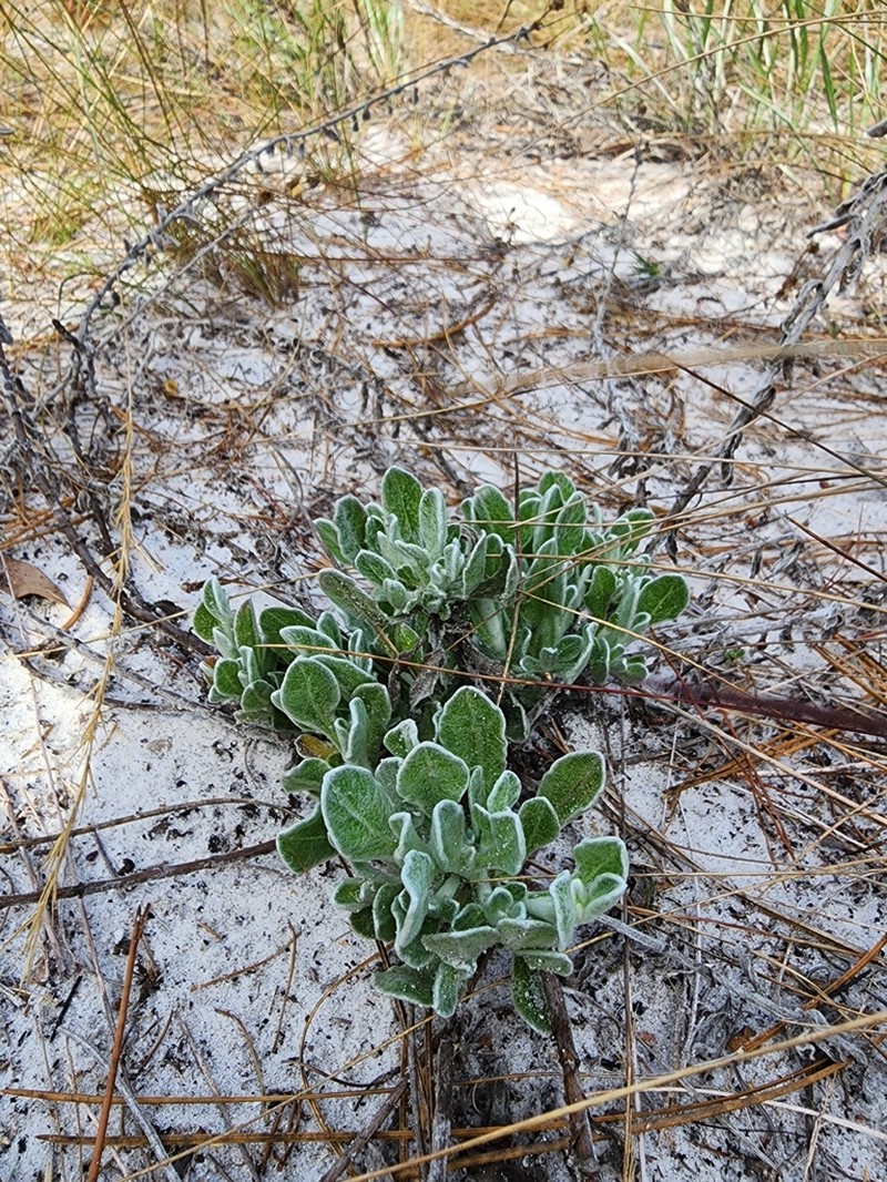 Florida Goldenaster