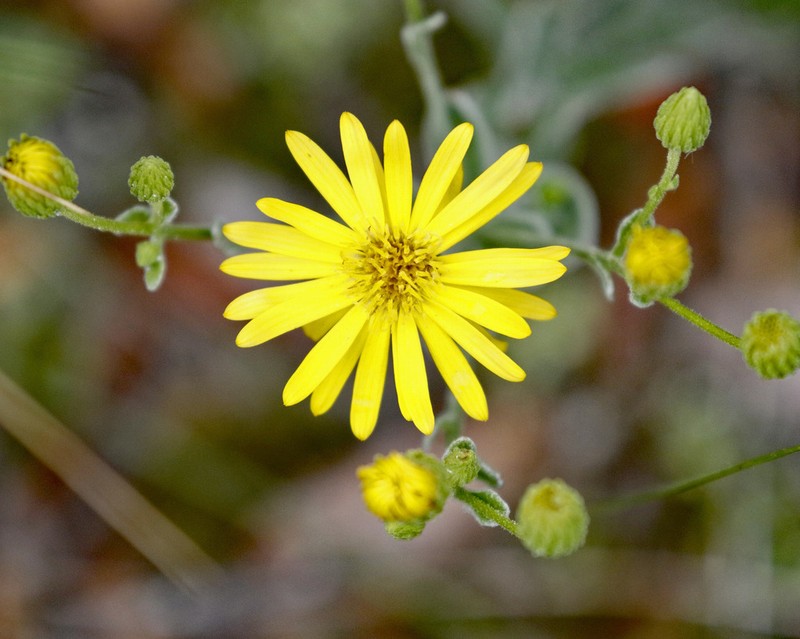 Florida Goldenaster photo 2