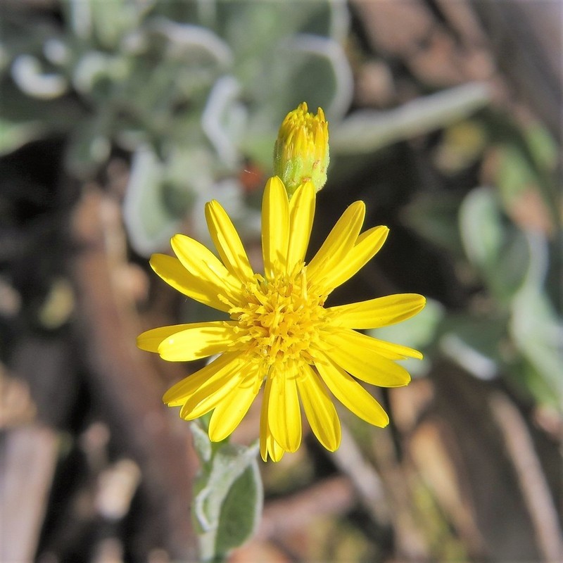 Florida Goldenaster photo 3