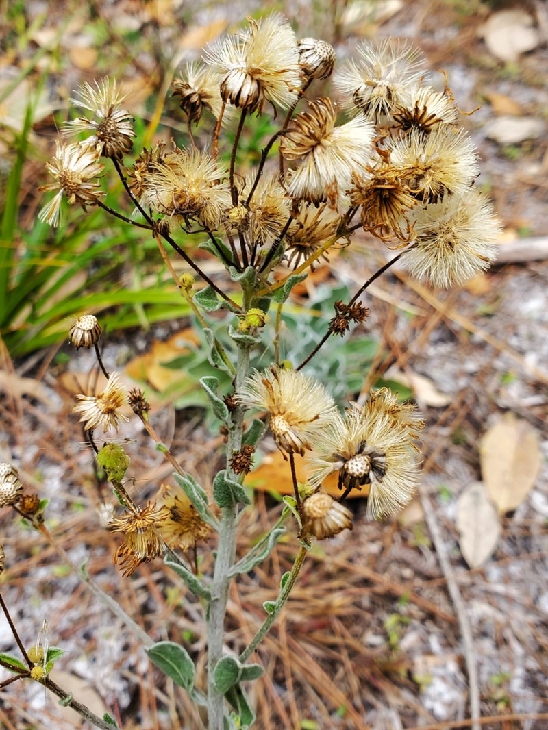 Florida Goldenaster photo 4
