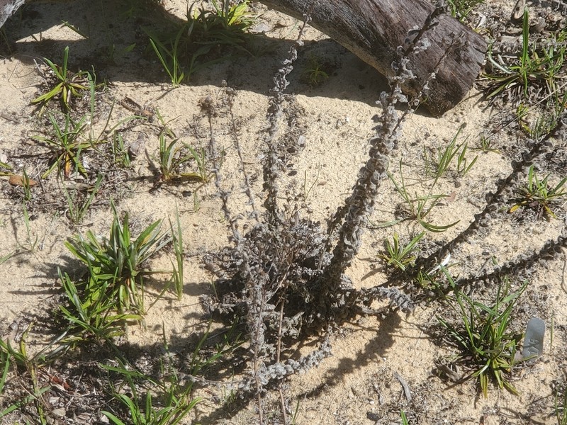 Florida Goldenaster photo 5