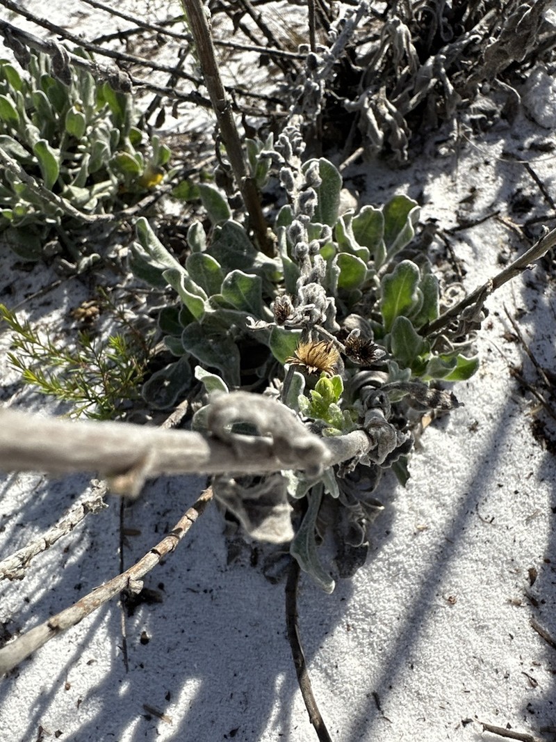 Florida Goldenaster photo 6