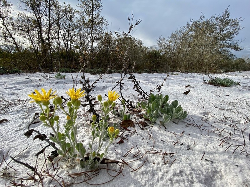 Florida Goldenaster photo 7