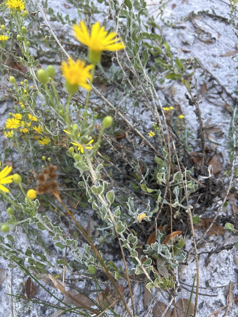 Florida Goldenaster photo 8