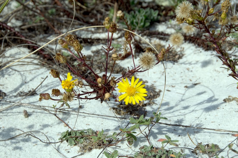 Godfrey's Goldenaster