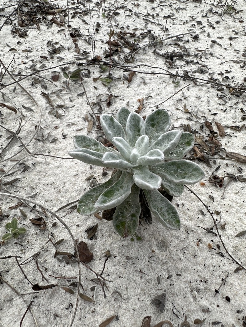 Godfrey's Goldenaster photo 2