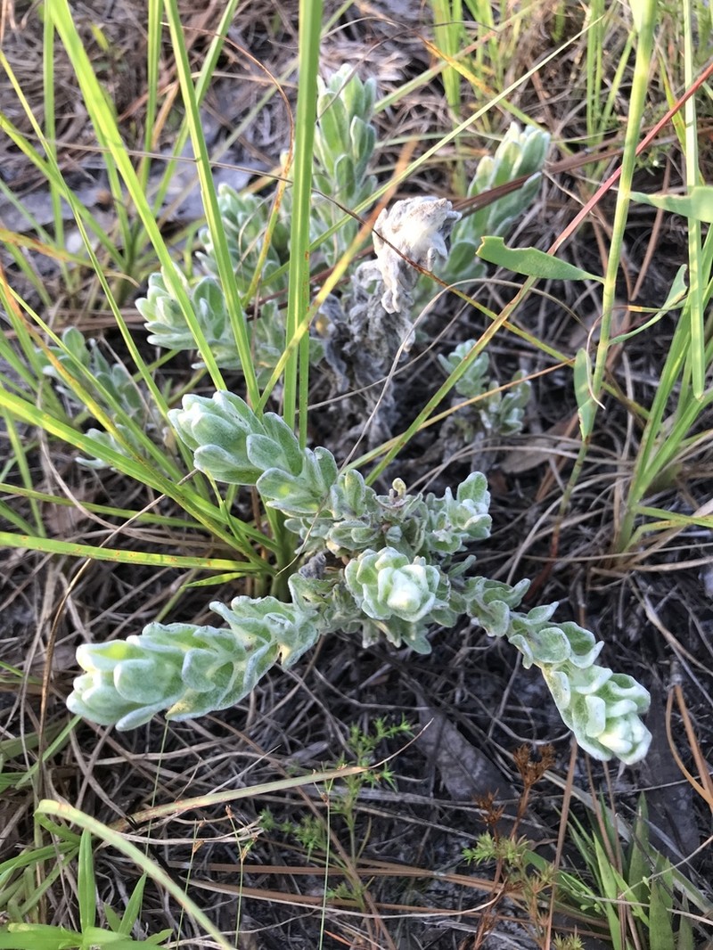 Godfrey's Goldenaster photo 3