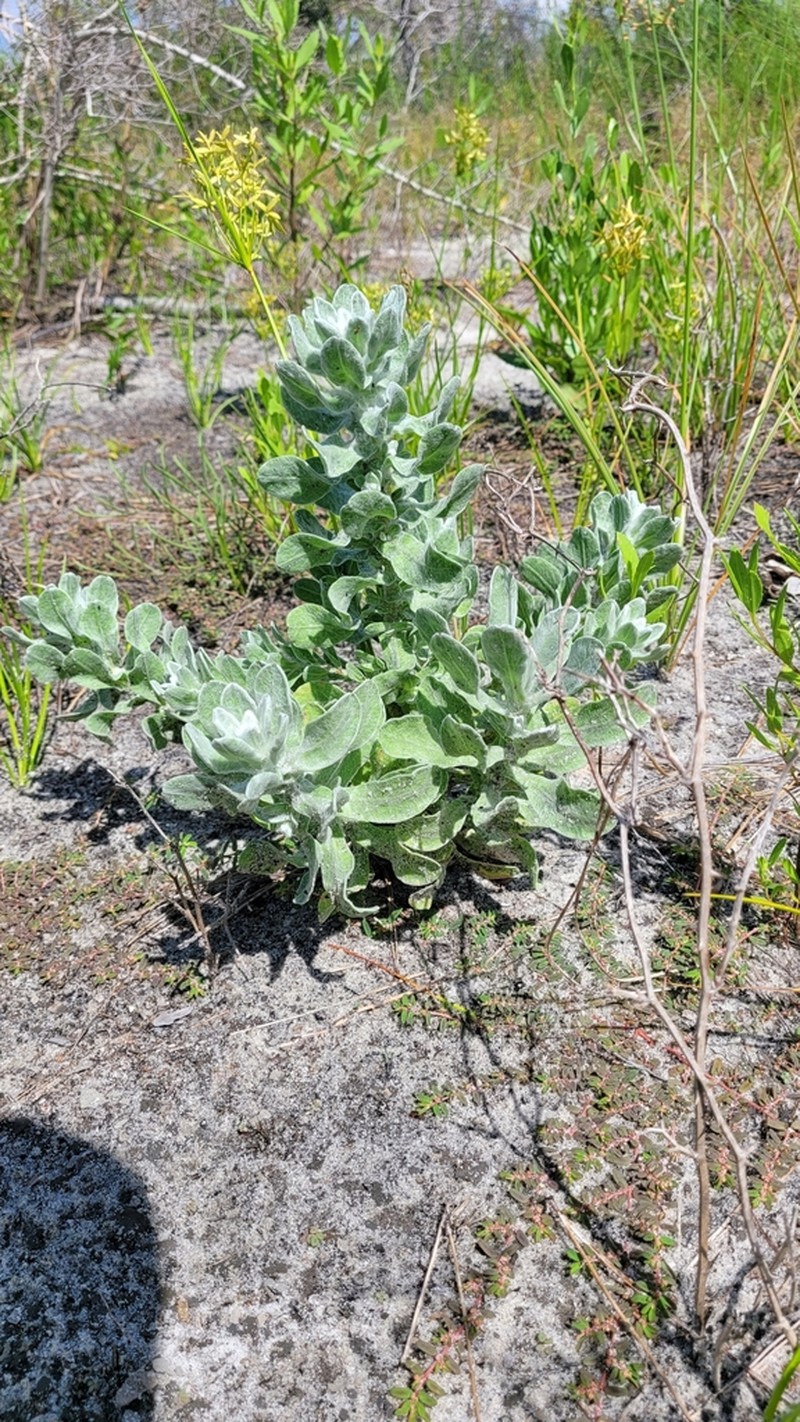 Godfrey's Goldenaster photo 5