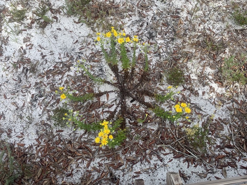 Godfrey's Goldenaster photo 8