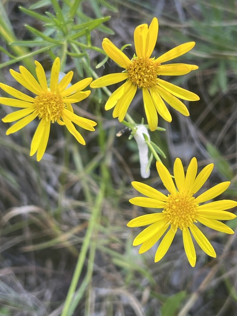 Cottony Goldenaster