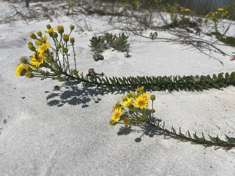 Cottony Goldenaster photo 2