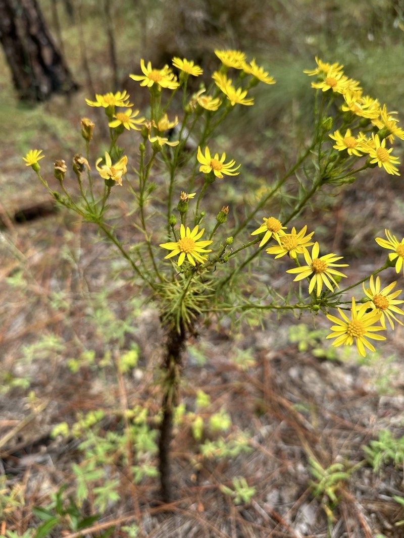 Cottony Goldenaster photo 3