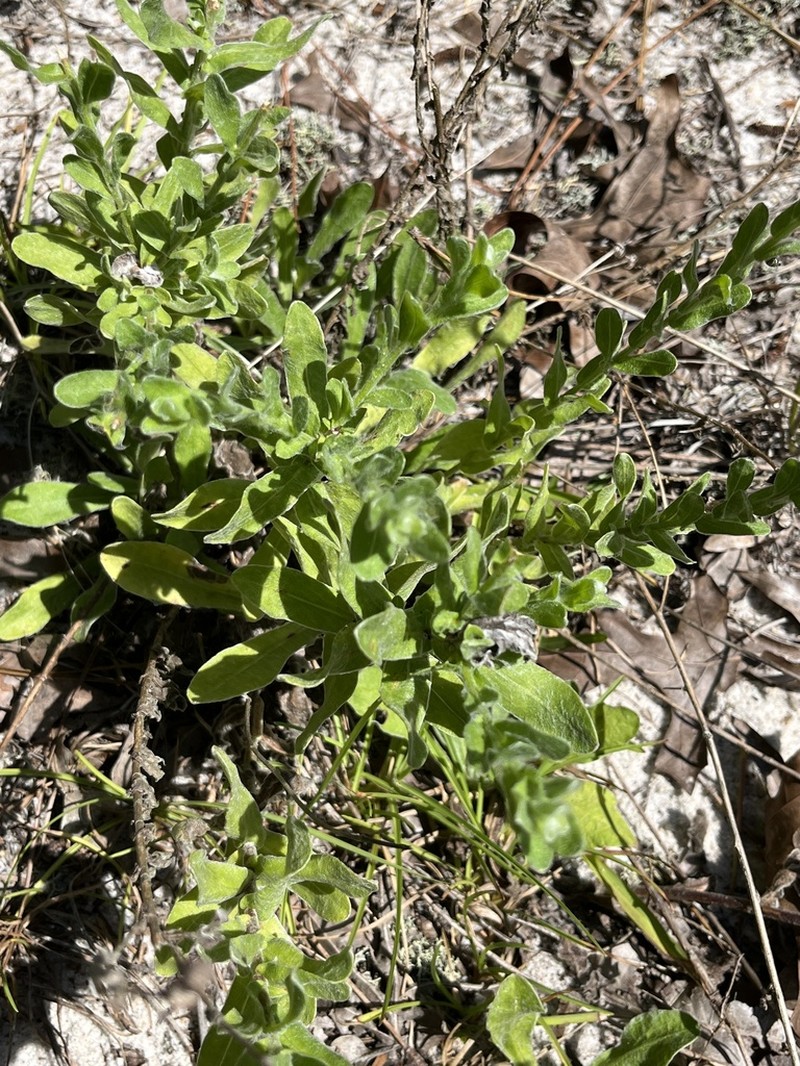 Cottony Goldenaster photo 4