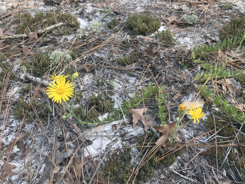 Cottony Goldenaster photo 5
