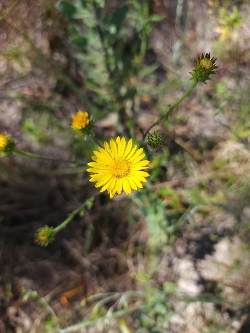 Cottony Goldenaster photo 6