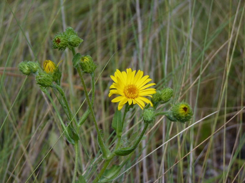Cottony Goldenaster photo 7